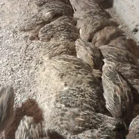 بلدرچین درشت اماده فروش