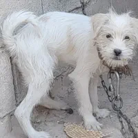 توله سگ پشمالو ماده