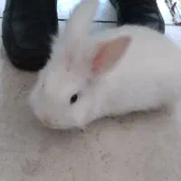 خرگوش لوپ|موش و خرگوش|ماهدشت, |دیوار