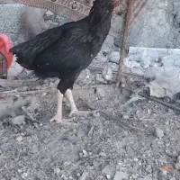 مرغ لاری چابهاری