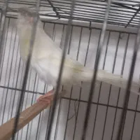 مجسمه قناری|مجسمه، تندیس، ماکت|زابل, |دیوار