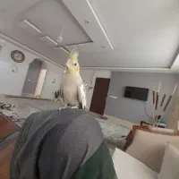 جوجه عروس هلندی رام نر . آماده یادگیری