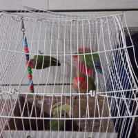 عروس هلندی و کوتوله|پرنده|نجفآباد, قلعه سفید|دیوار