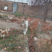 پامر نر بازیگوش|سگ|چناران, |دیوار