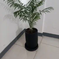 فرش گرد گل و گلدان|فرش|پاکدشت, پاکدشت (مامازند)|دیوار