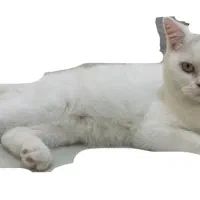 گربه|گربه|زاهدان, |دیوار