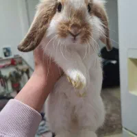 خرگوش لوپ نر و ماده مولد