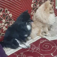 سگ پامر ماده دو ساله قی.مت ۵