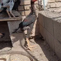 خروس مرغ اوشامو