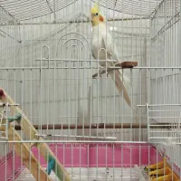 عروس هلندی نر