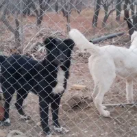 ی جفت توله ۷ماهه|سگ|سامان, |دیوار