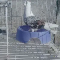 نر پلنگ|پرنده|خرم‌آباد, |دیوار