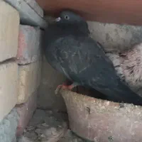 کبوتر|پرنده|قروه, |دیوار