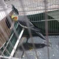 عروس هلندی نر 850