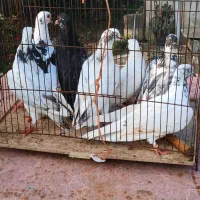 کبوترخوشگل پرشی نر وماده بالغ سالم سرحال