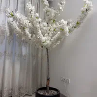 درخت شکوفه وارداتی