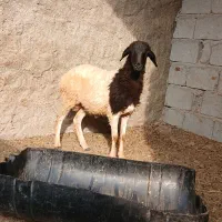 غوچ ۱۰ کیلو گوشت