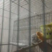 جفت قناری نروماده روتخم