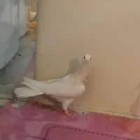 کبوتر|پرنده|ایلام, |دیوار