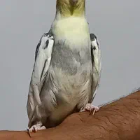 عروس هلندی رام نر ابلق