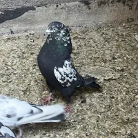 کبوتر پاکستانی