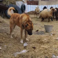 سگ گله|سگ|نوشین شهر, |دیوار