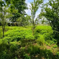 فروش زمین ۲۲۰۰ متری باغی ،گلخانه،طبیعت/آناملک|فروش زمین و ملک کلنگی|رشت, منظریه|دیوار