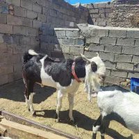 نربز اصیل درشت و قواره دار فروشی