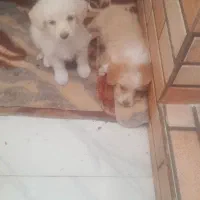 سگ پودل و ترییر|سگ|باغستان, |دیوار