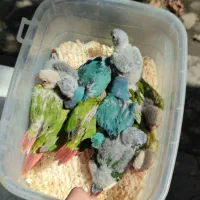 جوجه راهب،گرینچیک آناناسی دبل رد،یلوساید دبل رد|پرنده|رشت, گلسار|دیوار