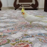 عروس هلندی|پرنده|سبزوار, باهنر|دیوار