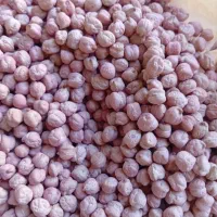 نخود پاییزه رقم منصور پایه بلند بوجاری شده