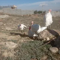 گوش|خوردنی و آشامیدنی|سرعین, |دیوار