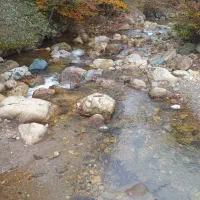 مشارکت در تولید ماهی قزل