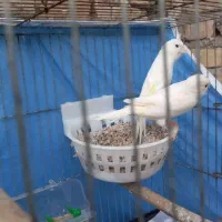 یه جفت قناری جوان
