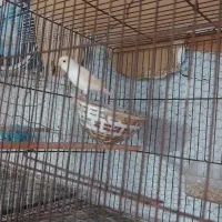 فروش قناری موزایکی|پرنده|آمل, |دیوار