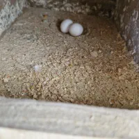 عروس هلندی مولد|پرنده|خمینیشهر, |دیوار