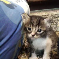 واگذاری رایگان بچه گربه سه ماههdlh ماده