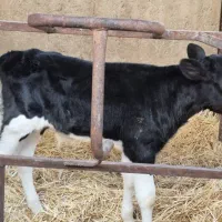 گاو گوساله نر|حیوانات مزرعه|مرودشت, کناره|دیوار