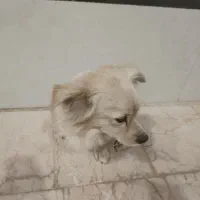 سگ پا کوتاه|سگ|اردکان, |دیوار