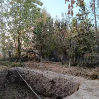 انواع درخت میوه ۸ سال به بالا تنه درشت و خوب|گل و گیاه طبیعی|چهاردانگه (تهران), |دیوار