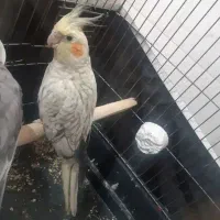 عروس هلندی گلباقالی ماده