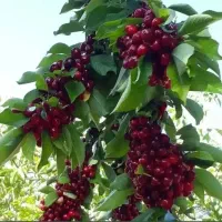 نهالستان بادام و پسته های پربار پالیز|خدمات باغبانی و درختکاری|تفرش, |دیوار