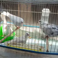 پرنده