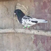 کبوتر رنگی|پرنده|اهواز, کیانپارس |دیوار