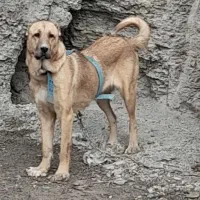 سگ ماده گله‌ای