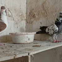 کبوتر رنگی وتکپر