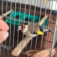 سهره دستباز