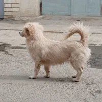 سگ نر