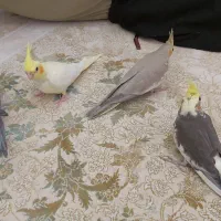 عروس هلندی ۴عدد دارم|پرنده|پرند, فاز ۵|دیوار